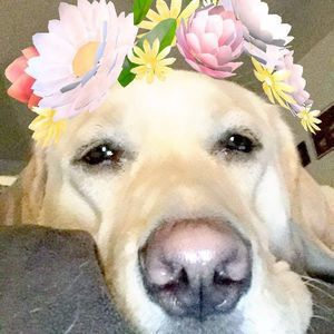 Meet your Posher, Bailey